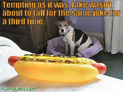 Dog and Hot Dog Toy
